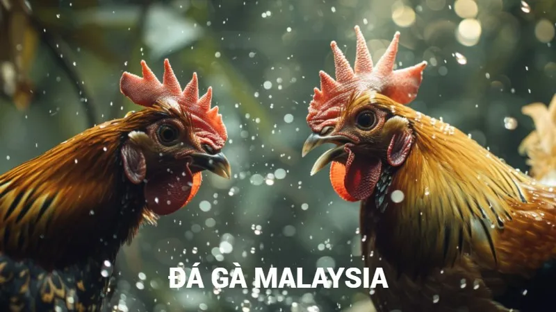 da-ga-malaysia-chien-thuat