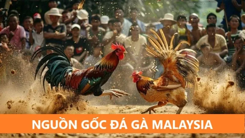 da-ga-malaysia-nguon-goc