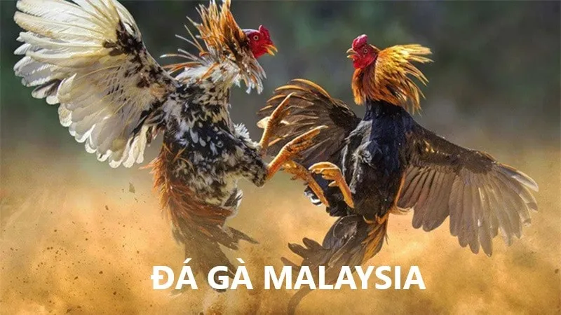 da-ga-malaysia